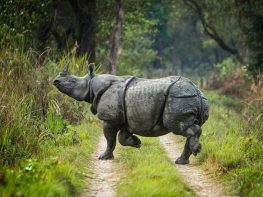 chitwan