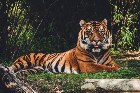 jungle-safari